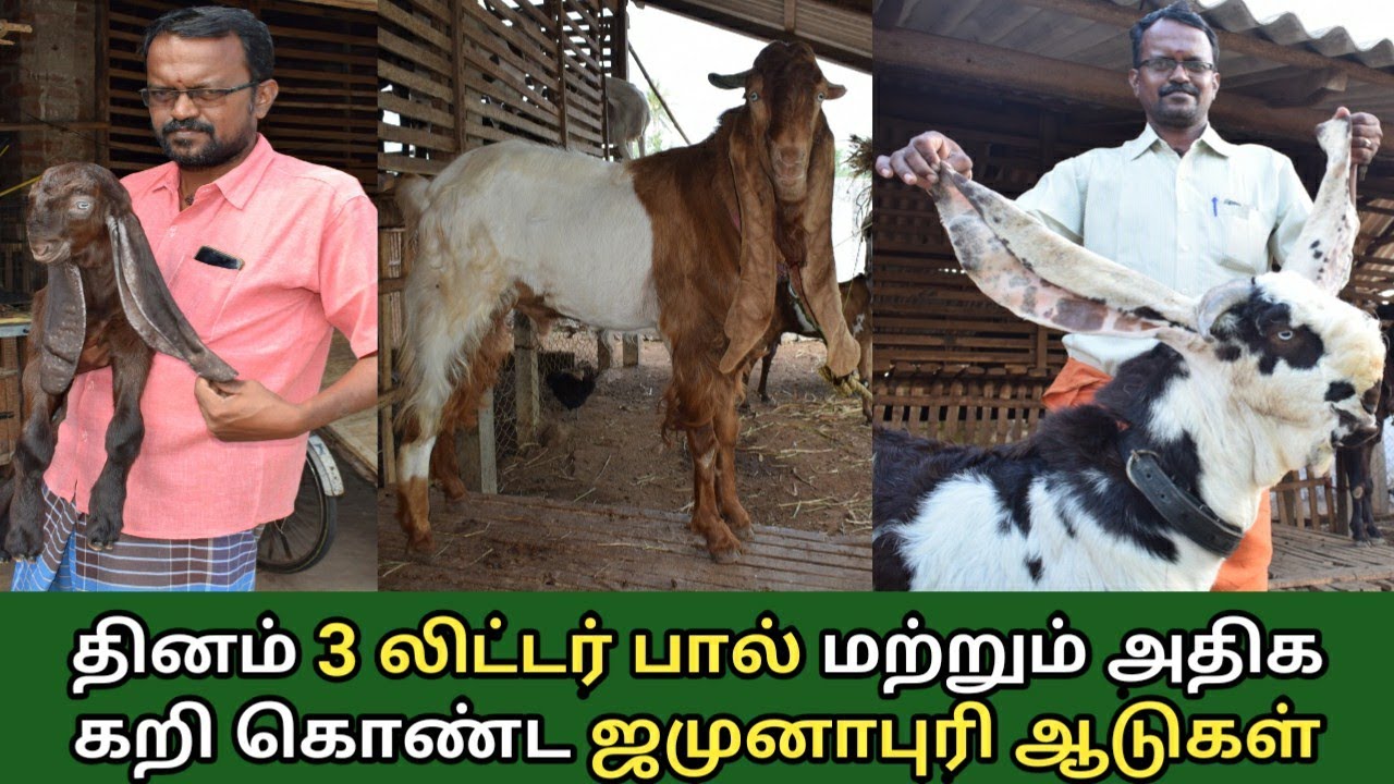 அதிக எடை கொண்ட ஜமுனாபாரி ஆடு வளர்ப்பு | Jamurapuri goat farm