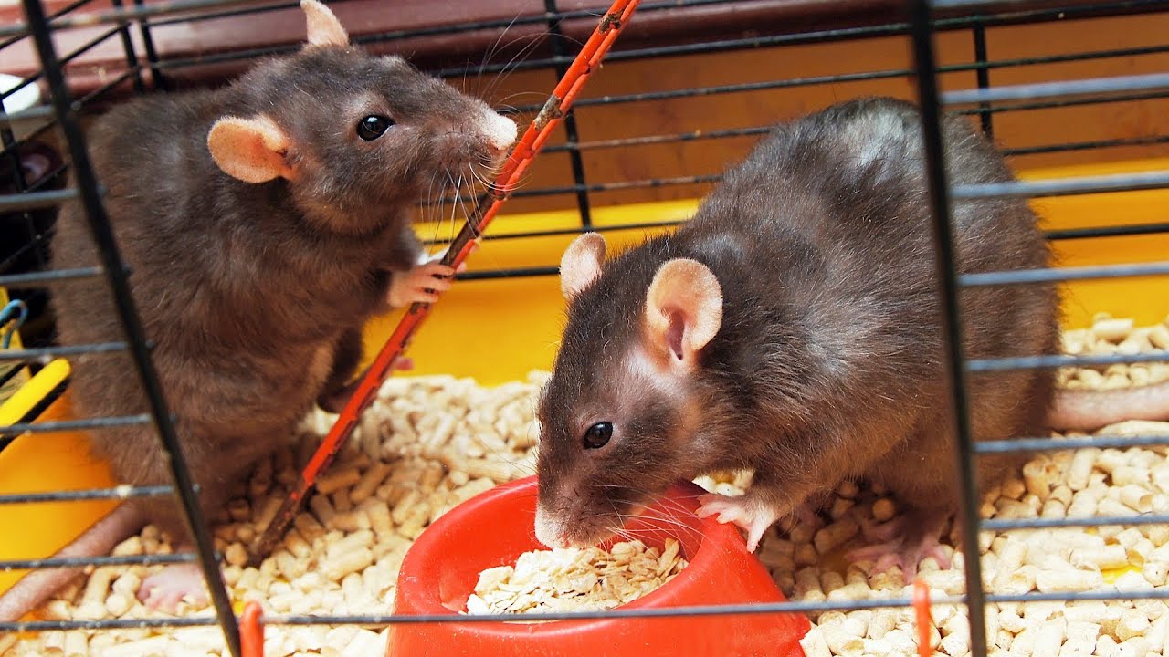 Rat Litter & Bedding | Pet Rats
