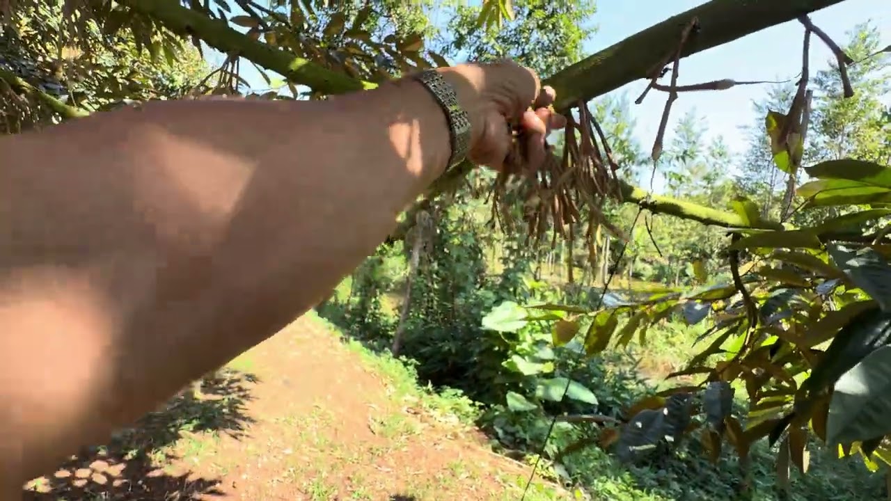 Lứa bông sầu riêng xổ nhuỵ từ 6 -10 giờ tối rụng te tua 