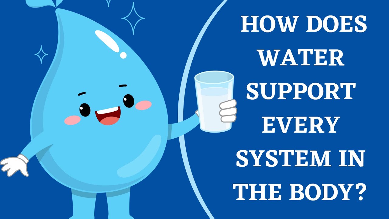 HOW DOES WATER SUPPORT EVERY IS SYSTEM IN YOUR BODY?