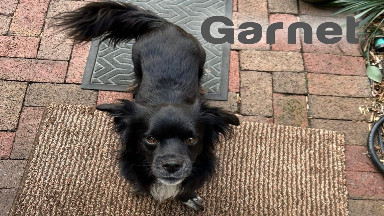Adoptable Dog Garnet's Amazing Transformation! He Still Needs a Home!