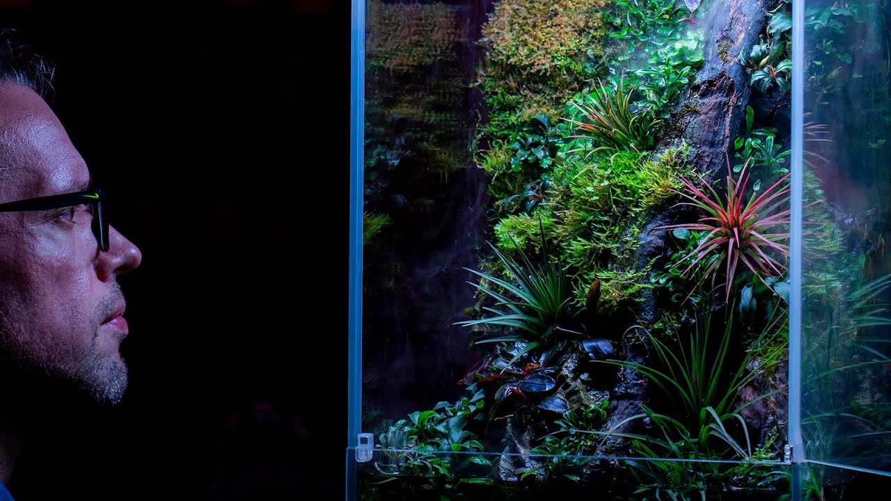 My first paludarium - 100 days old