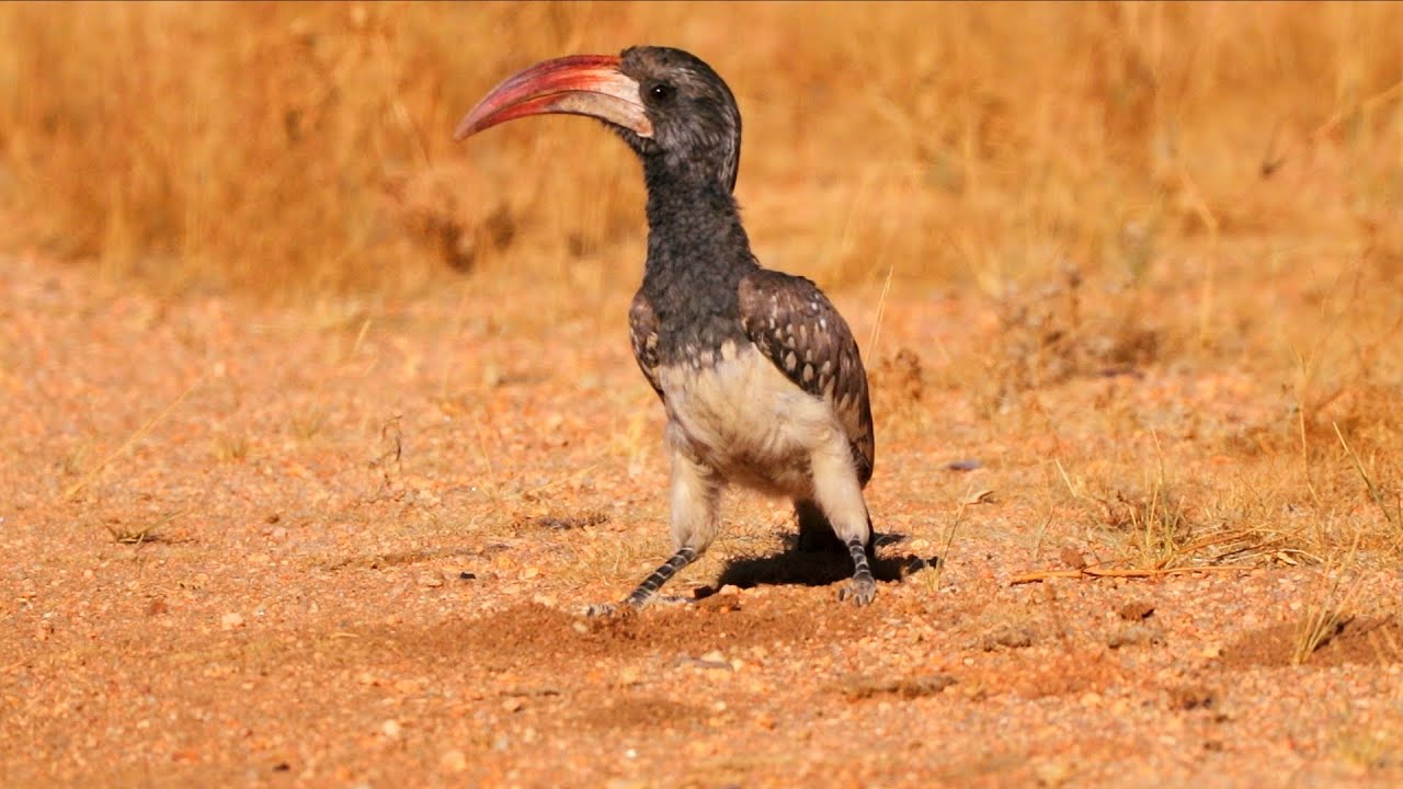 Birds of Namibia Part 2 | Southern Africa