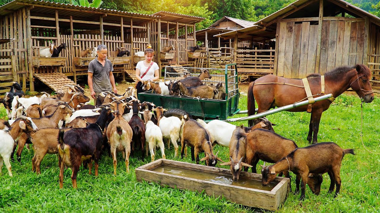 100+ Goats Transported By Horse Cart To Sell At Market - Harvesting Season | Tiểu Ca Daily Life