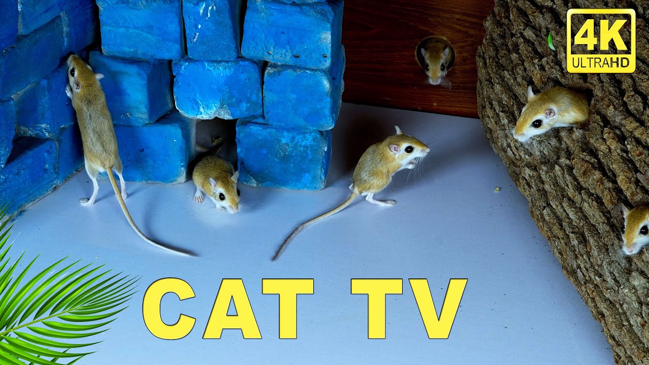 CAT RAT TV - Catching Mice 🐭!  Ultimate CAT TV with REAL Mice | CAT TV For Feline Friends 😻 4K
