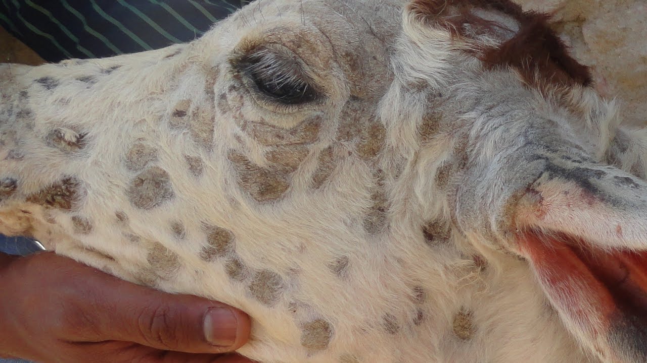 बछड़ों में दाद का सही इलाज !Ringworm / Dermatophytosis Treatment in Calf !  Dr Shanker Singh