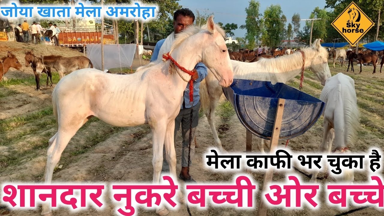 जोया खाता मेला अमरोहा उत्तर प्रदेश# मेला भर चुका है# घोड़ो के शोकीन आ सकते है