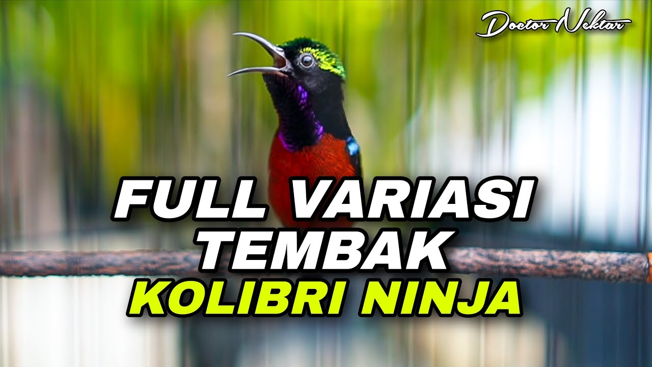 KONIN GACOR FULL VARIASI TEMBAKAN MEWAH COCOK UNTUK MASTERAN KOLIBRI NINJA BAHAN TROTOLAN