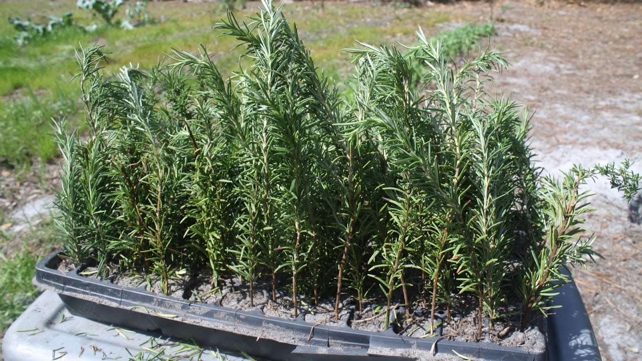 How to grow ROSEMARY from CUTTINGS!