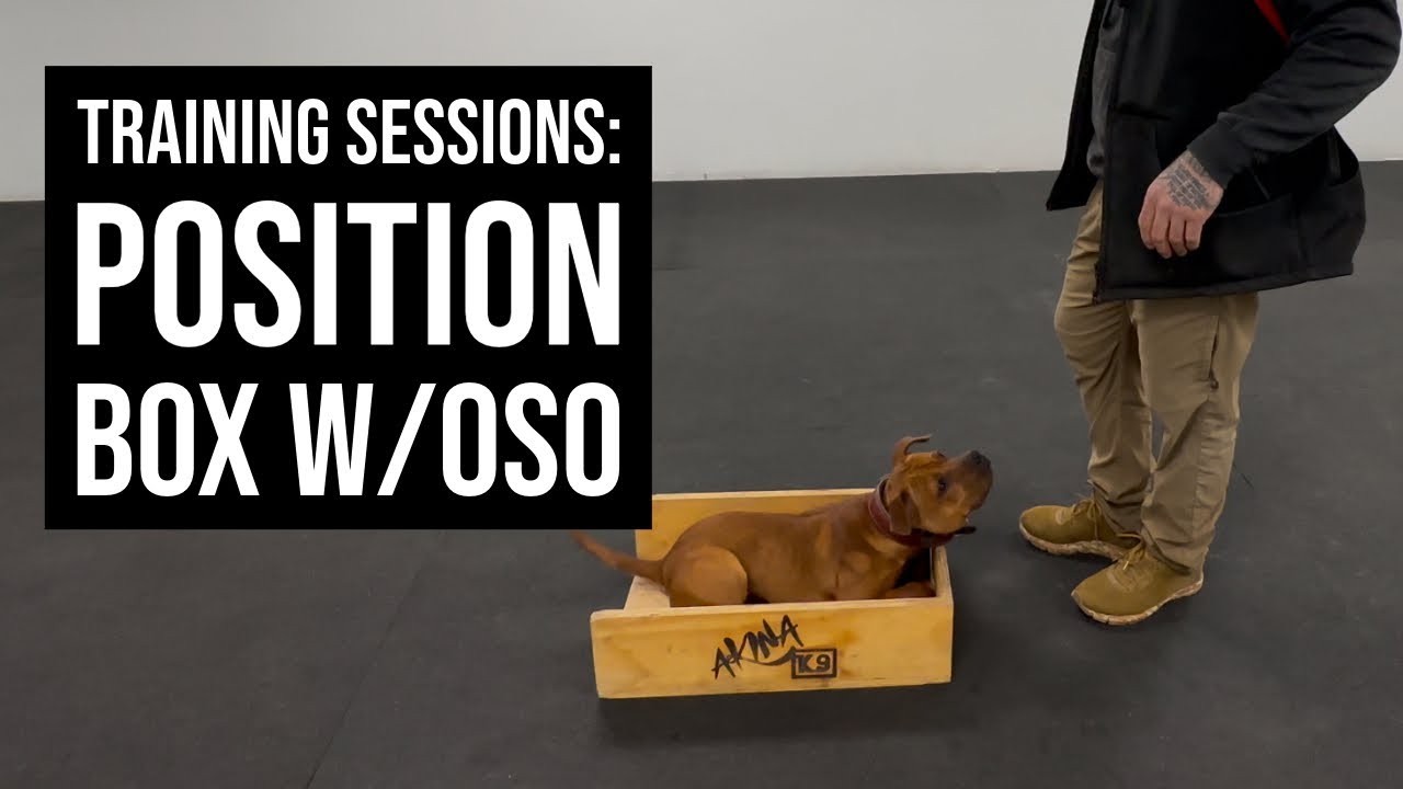 Training Sessions: Position box session with Oso