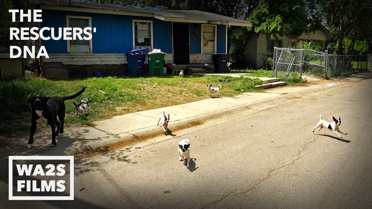 20,000 Dogs Taken From Streets of San Antonio Texas - This Is Why!