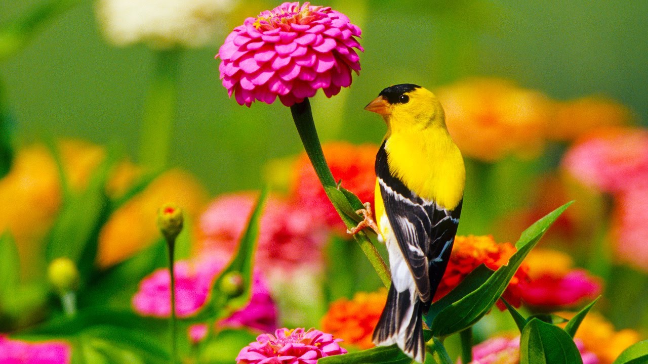 Beautiful Relaxing Hymns, Peaceful Instrumental Music, 