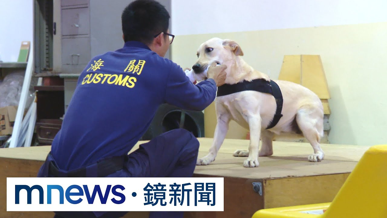 直擊緝毒犬培訓中心　育種、陪玩、訓練大不易｜鏡新聞