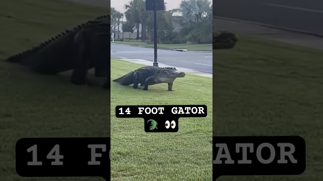 Massive Florida Gator 🐊 (Space Coast) #wild #survival #alligator #shtf #gatorhunt #floridaman