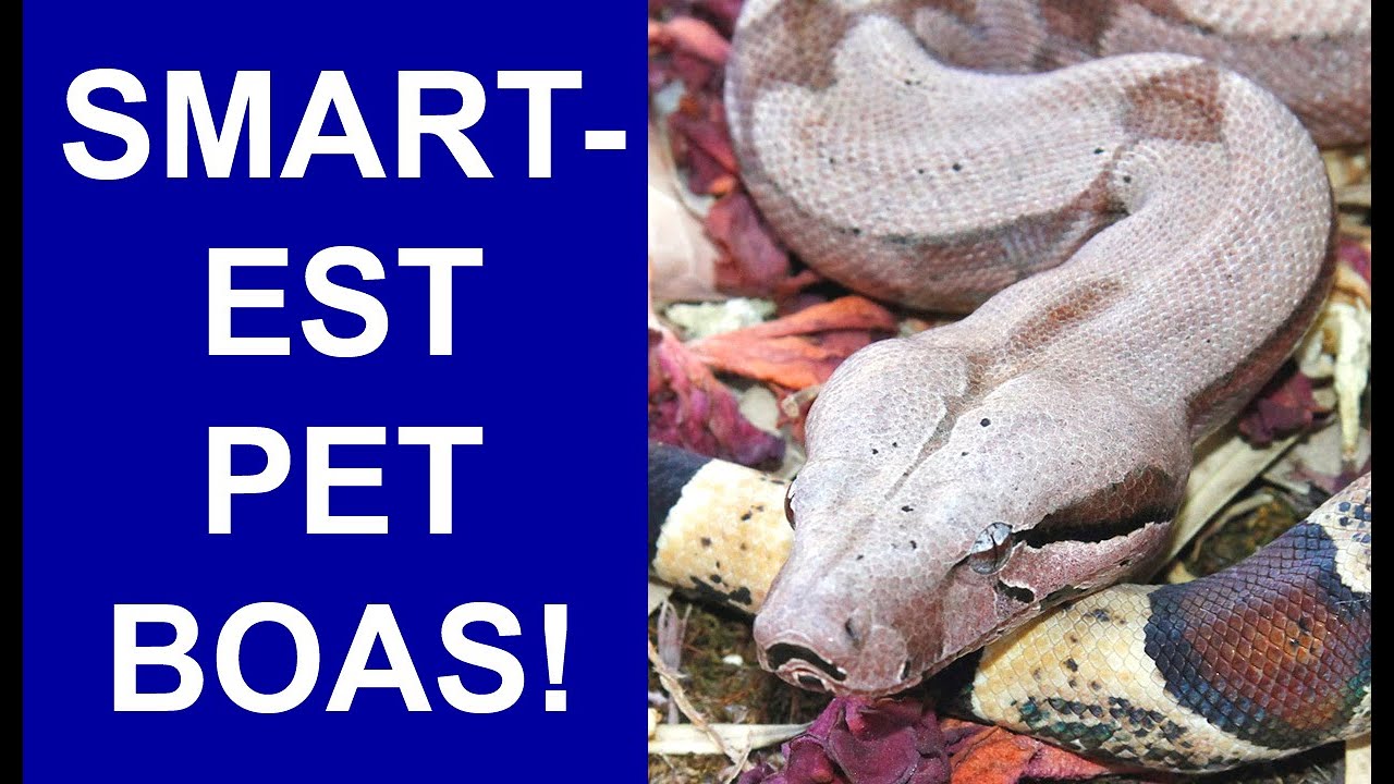 Smartest Boa Constrictors- Are Some Locality Boas More Intelligent than Others?