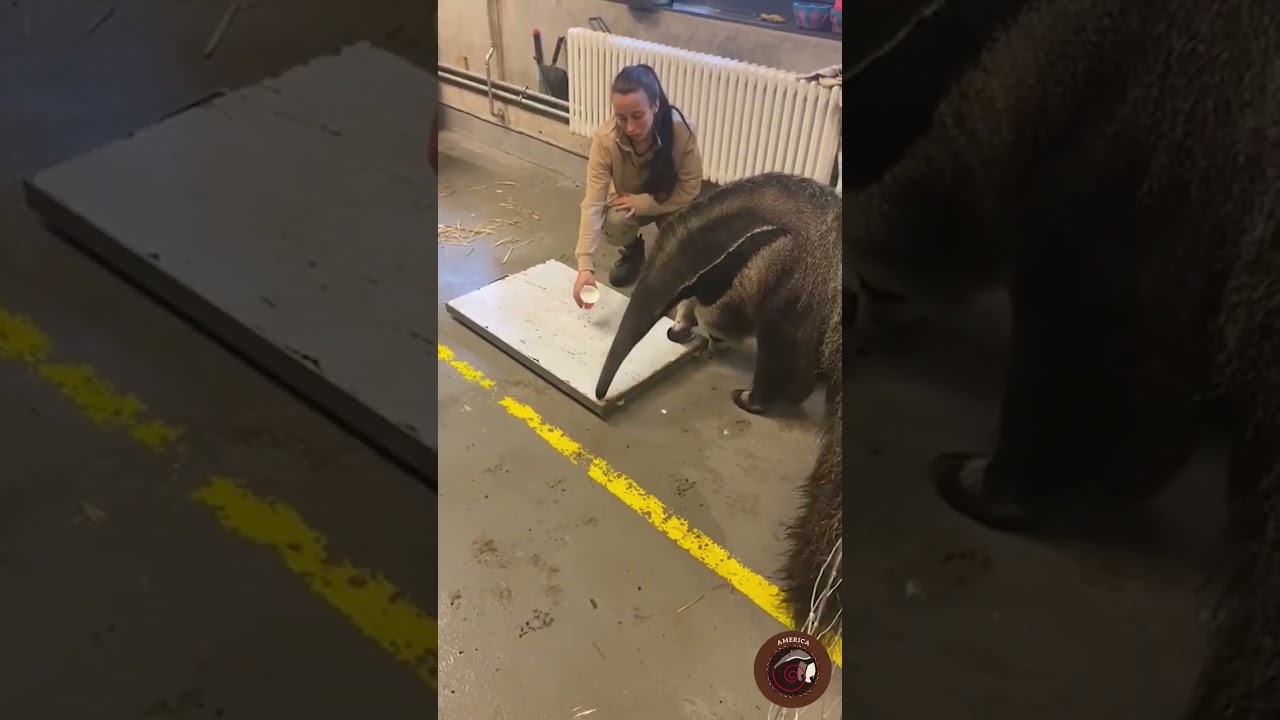 Kanuku, un giovane esemplare maschio di formichiere gigante, sta arrivando al Parco Natura Viva