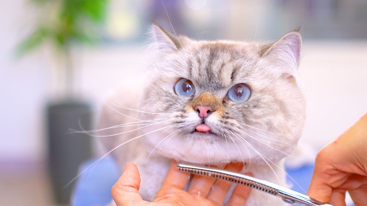 Мое сердце растаяло, просто глядя на этого милого котенка!😻🛁✂️❤️