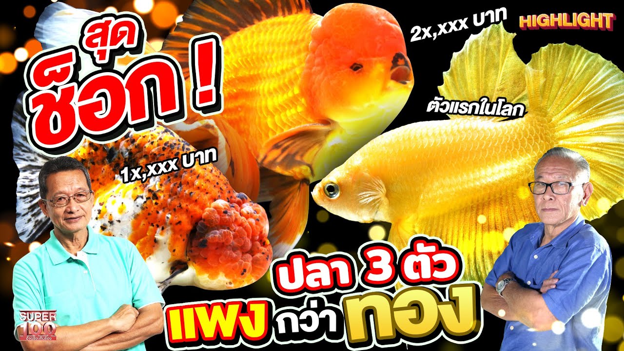 ปลาอะไรแพงกว่าทอง !! ตำนานที่มีลมหายใจ นักเพาะพันธุ์ปลาราคาหลักหมื่น! | HIGHLIGHT SUPER100