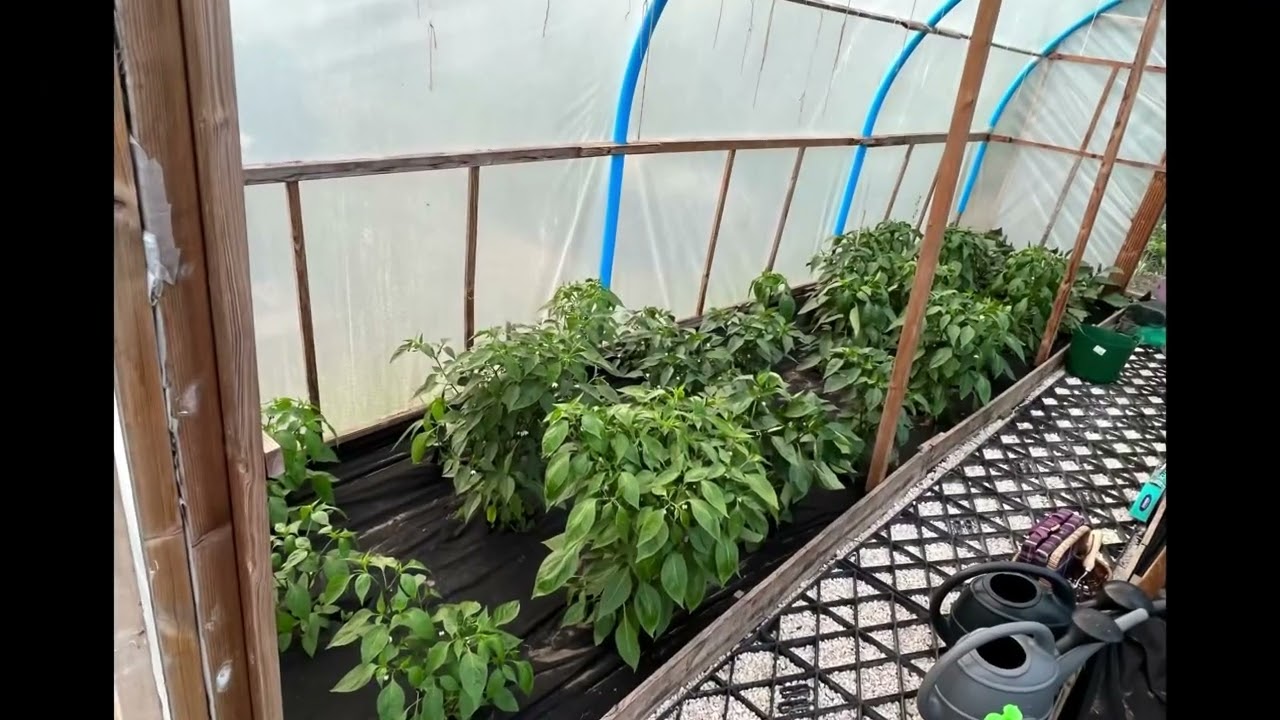 Allotment 2022