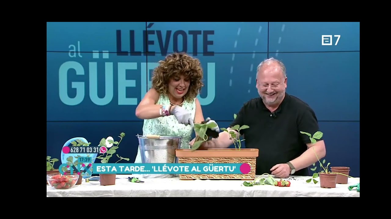 #1 Cultivo de Fresas en Maceta || LLEVOTE al GUERTU @conexionas1