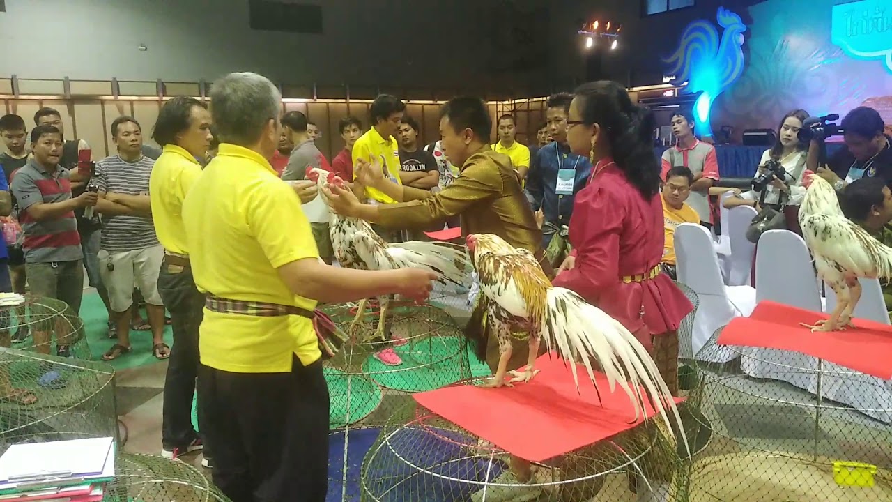 งานประกวดไก่พื้นเมืองสวยงาม​ ห้างอิมพีเรียลสำโรง​ จ.สมุทรปราการ