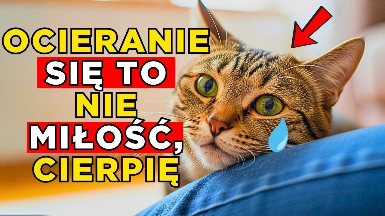 Jeśli Twój Kot Ociera Się o Ciebie, To Właśnie To Próbuje Ci Potajemnie Powiedzieć