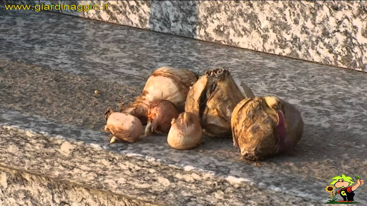 estirpare e curare i bulbi in inverno