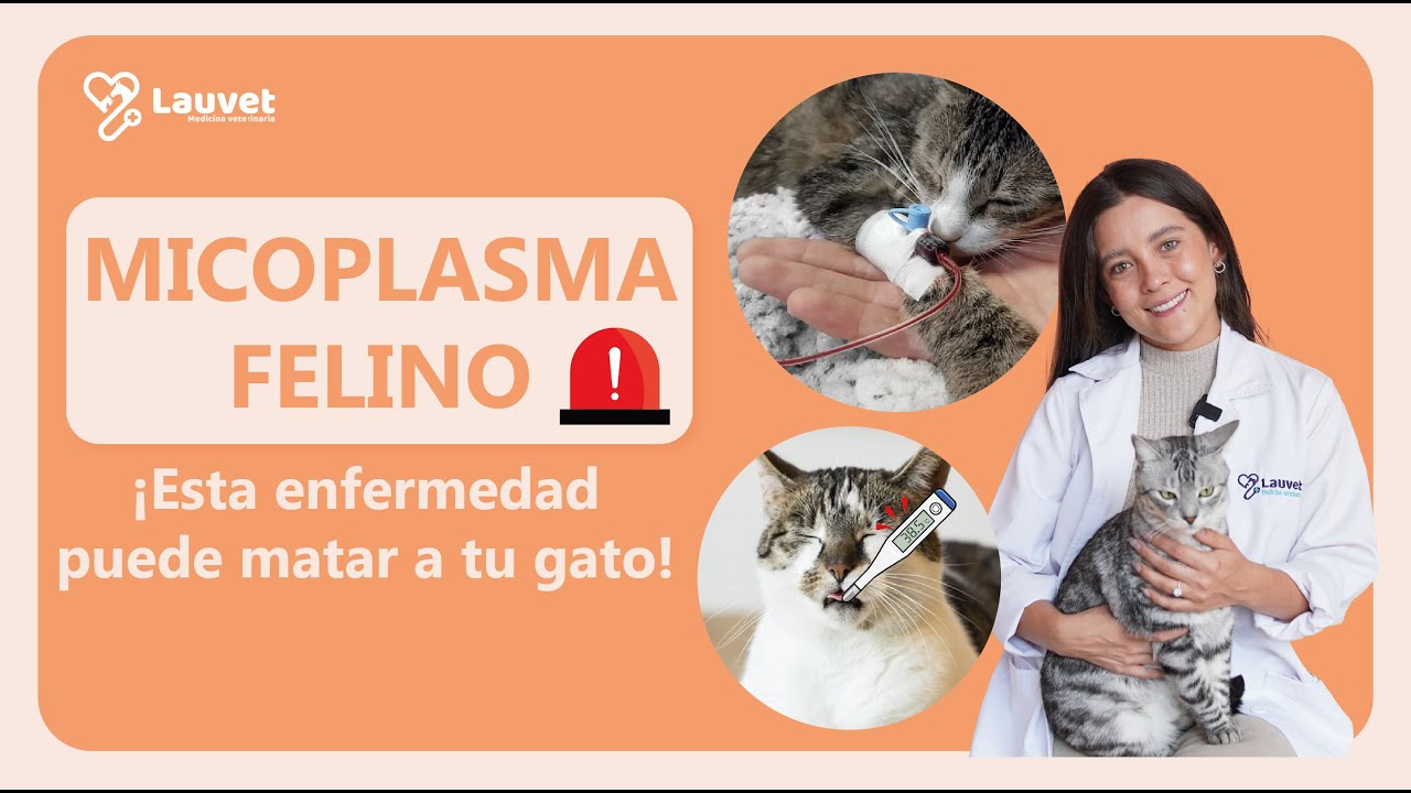 MICOPLASMA FELINO | Síntomas, Transmisión y Tratamiento - Lauvet