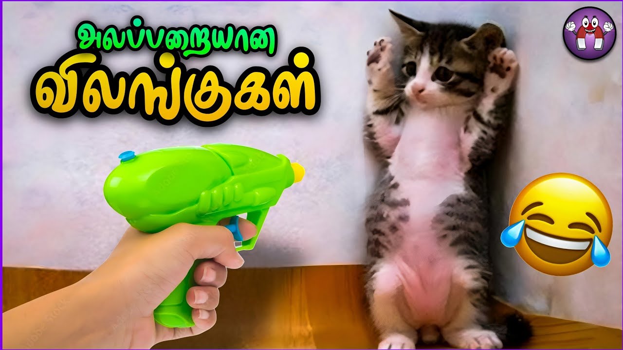 கோளாறான விலங்குகளின் சம்பவங்கள்  | Funny Animals | Pt.12 | TMF 2.0