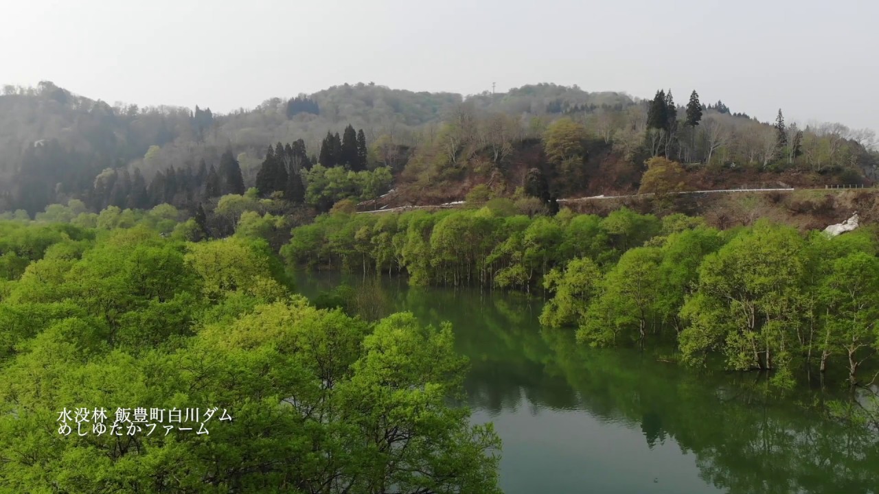 水没林 飯豊町白川ダム