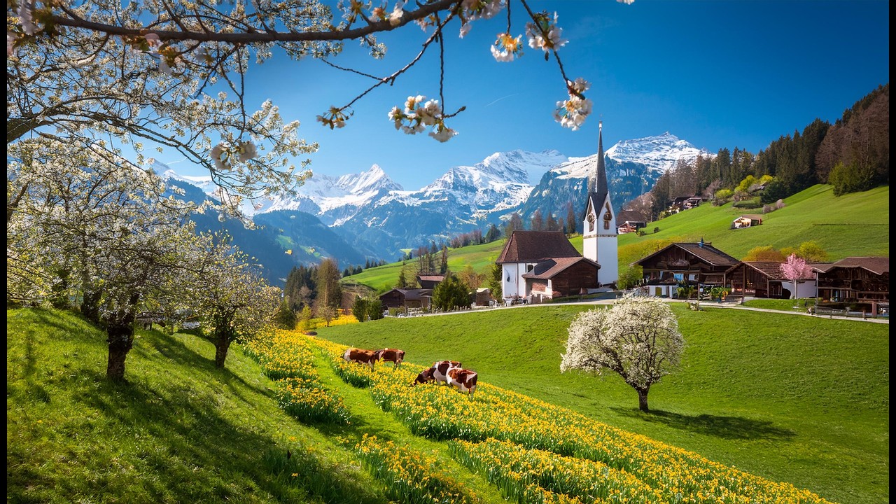 Beautiful Spring Vibes in Switzerland with 🌸 Cherry Blossoms and🌼Daffodils
