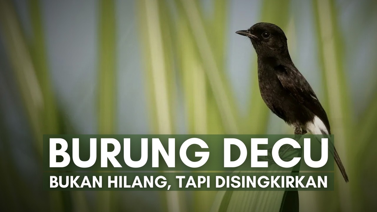 Burung Decu: Hilang dari Jawa, Tersisa Tingal Cerita