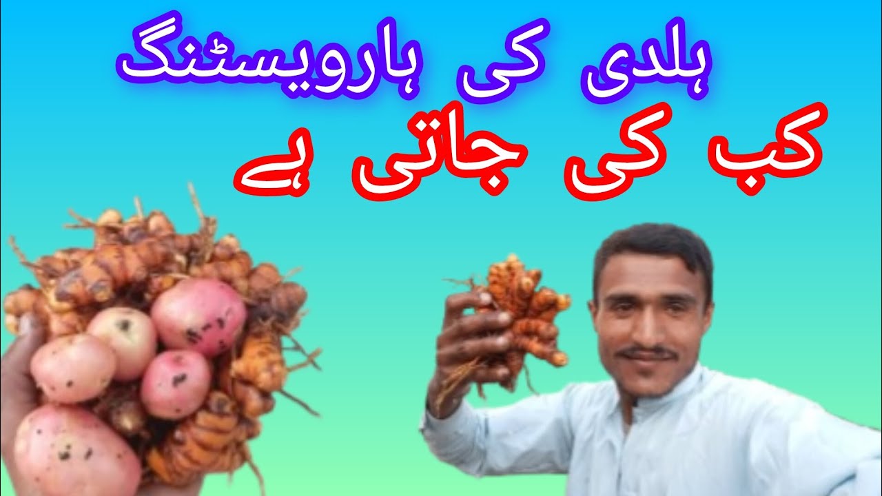 ہلدی کی ہارویسٹنگ کب کی جاتی ہے