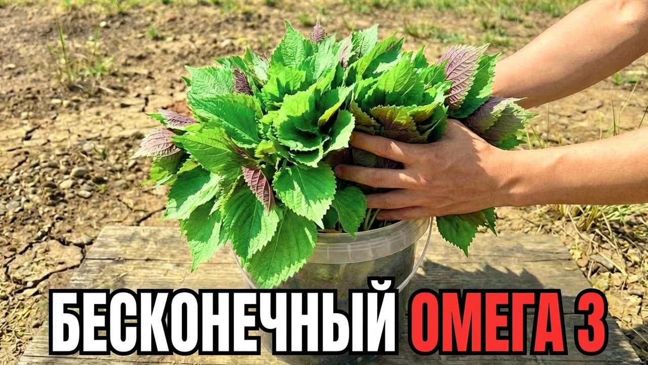 Бесконечный ОМЕГА-3 в ведре_ самосеется вечно &mdash; настройка за 5 минут