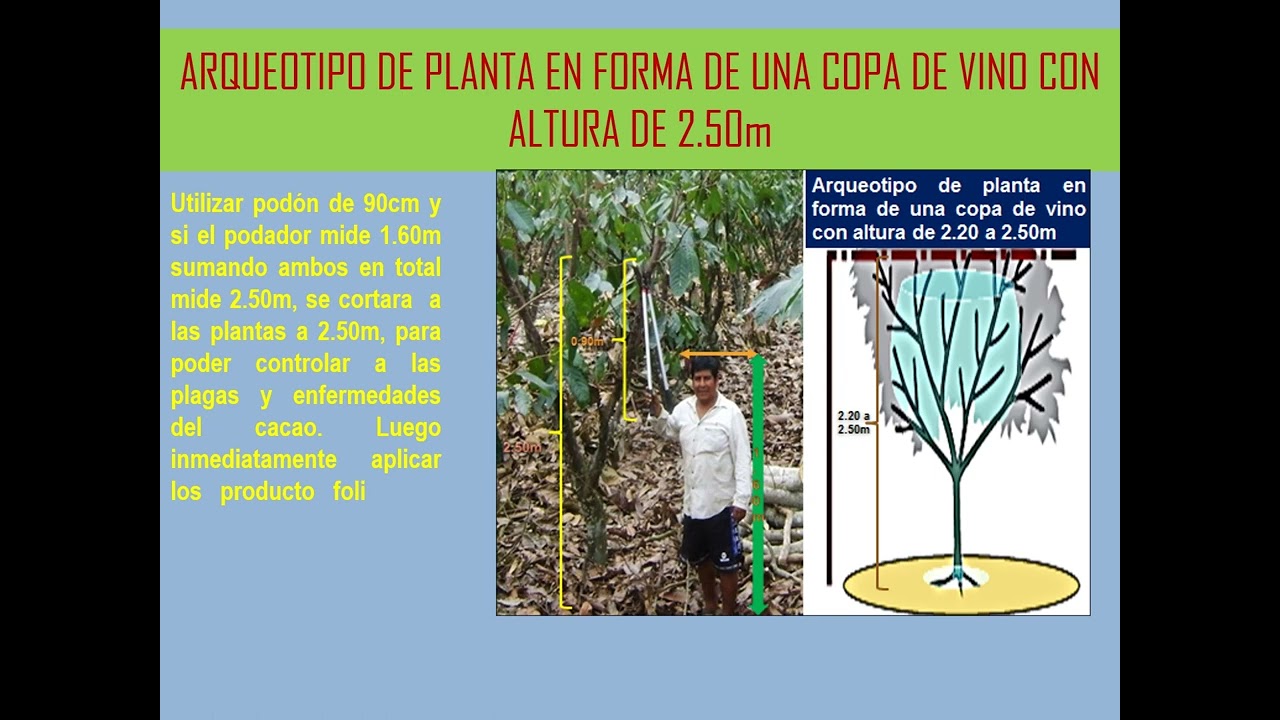TIPOS DE PODA EN EL CULTIVO DE CACAO
