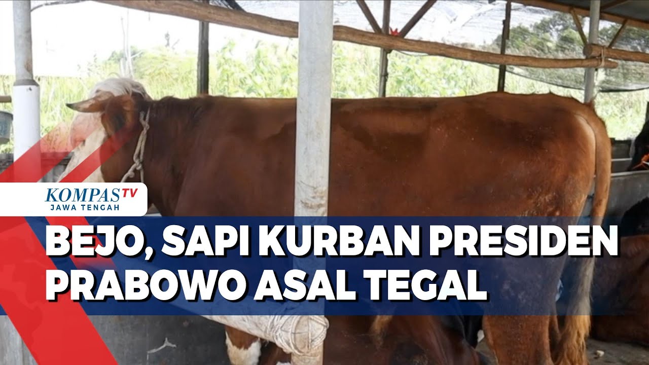 Bejo, Sapi Kurban Presiden Prabowo Asal Tegal