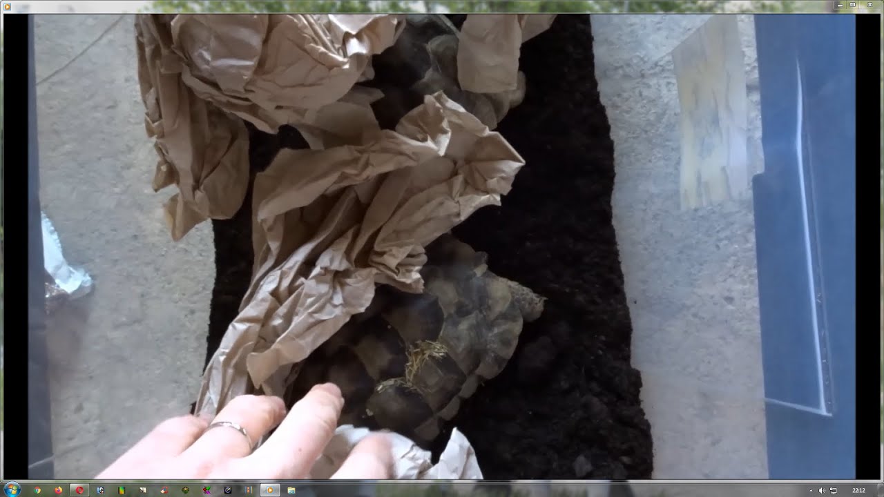 Hibernation de mes tortues de terre - j'utilise un nouvel isolant !