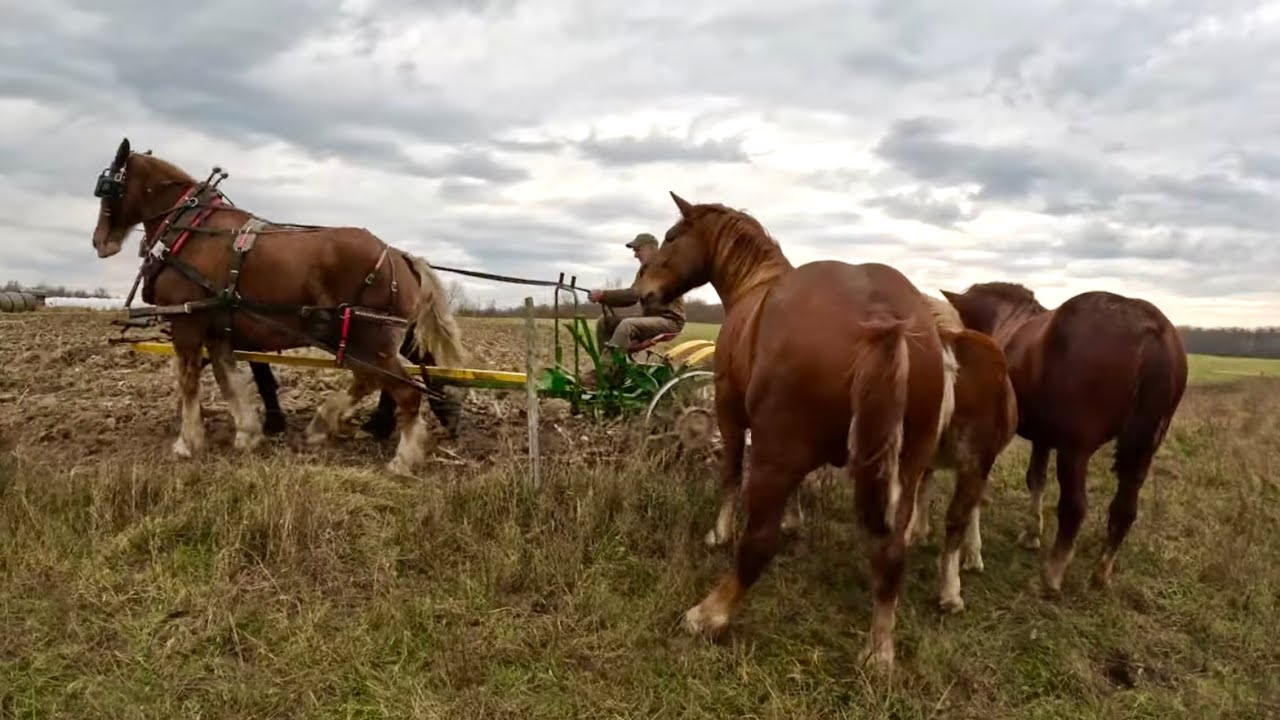 BARON IS GETTING CASTRATED & Other Firsts! // Amish Sheds for Sale #561