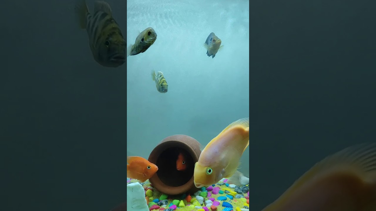 My new cichlid fis setup