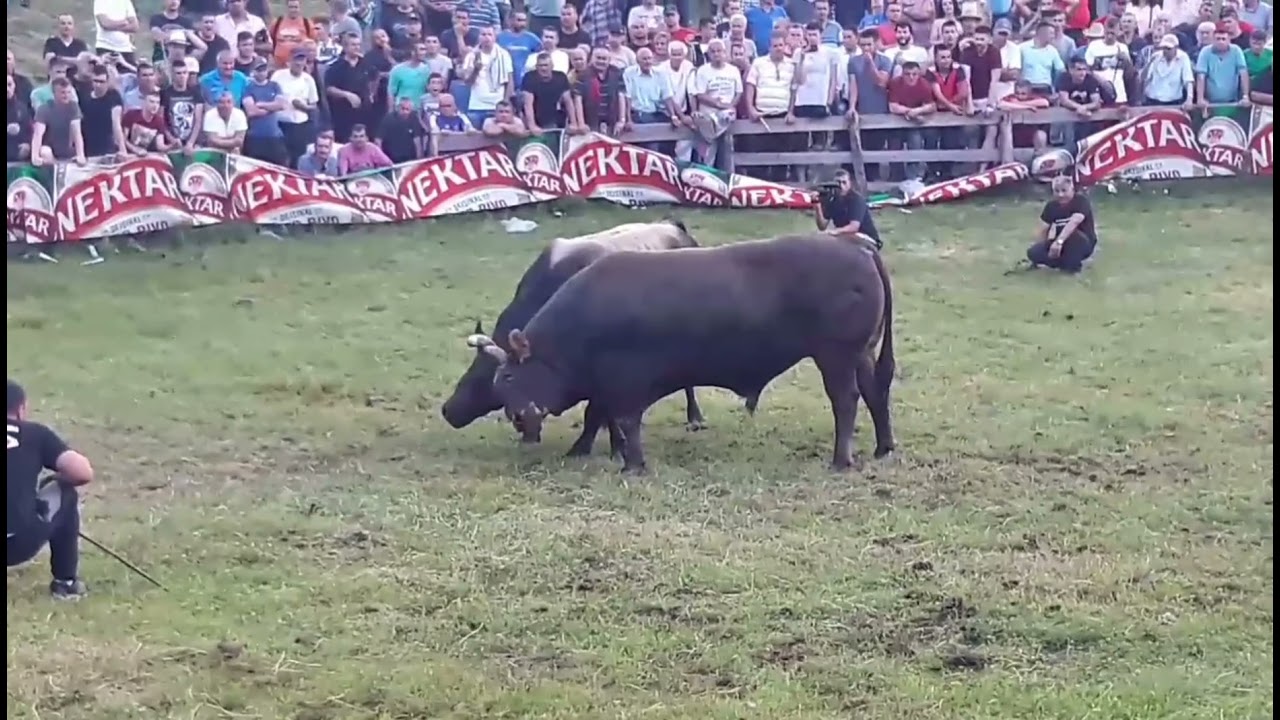 Medonja vl.Edin Praćalić vs Kobra vl.braća Tubić