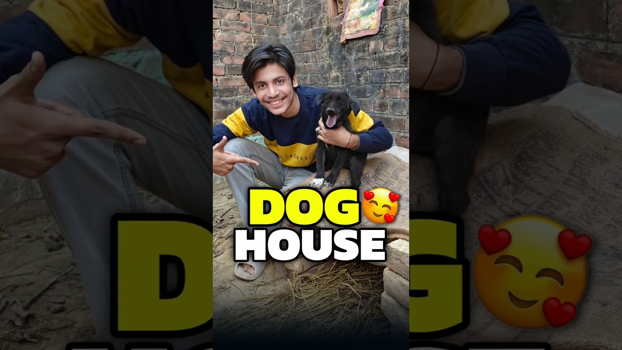New House For Puppies 💀😍 #shorts #minivlog #ashortaday #vlog #tranding #cats #cat