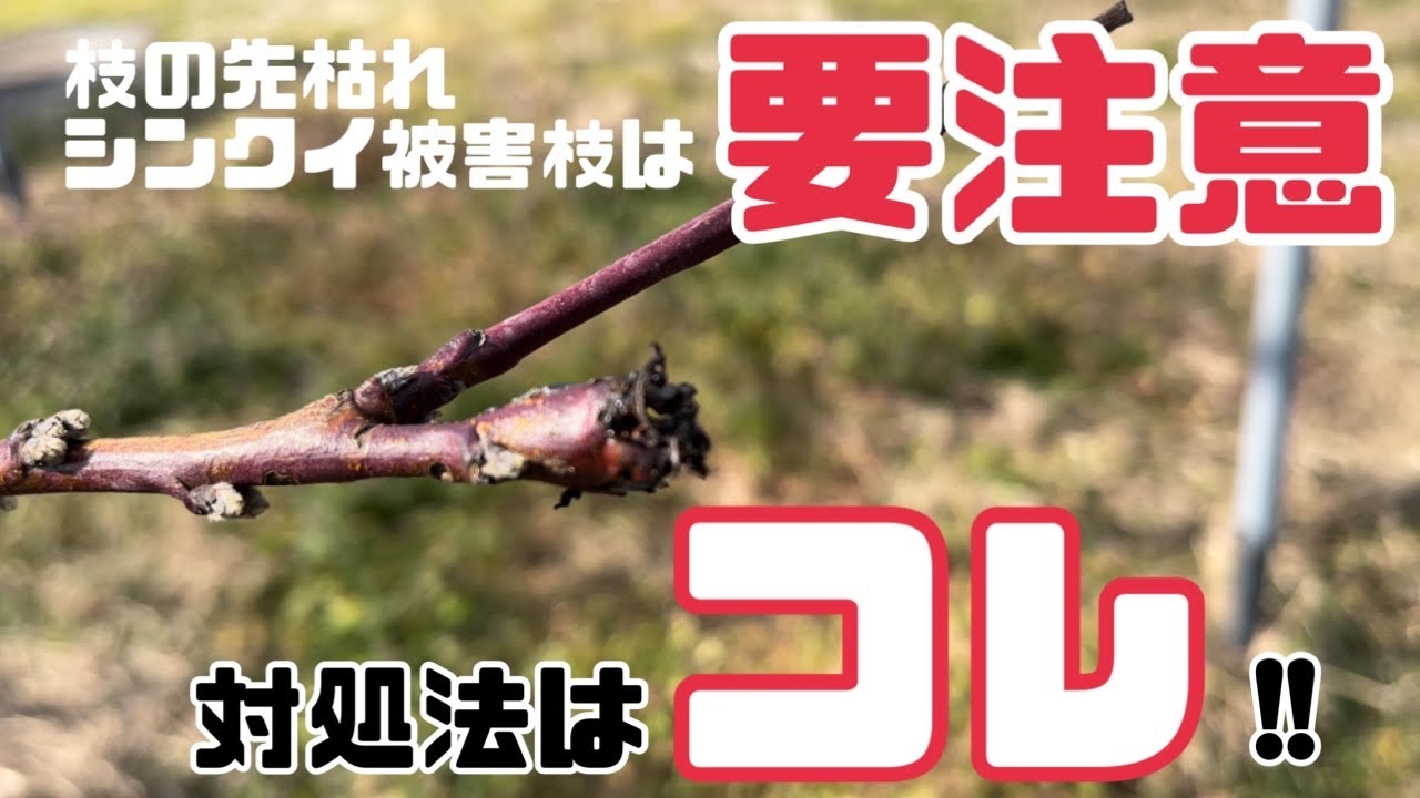 ♯228【初心者必見】枝の先枯れ、シンクイ被害枝の対処法！
