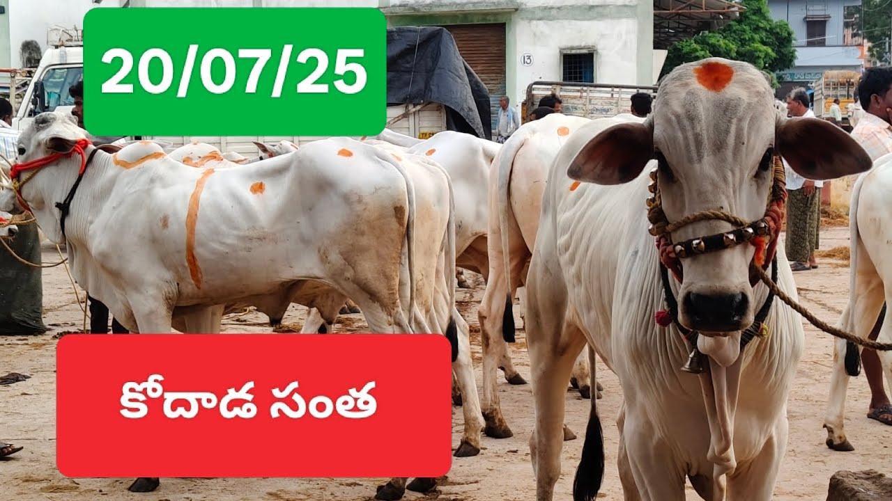 Kodada santa today 20/07/2025 #bulls for sale in telangana