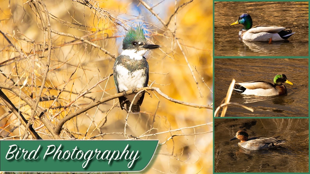 Bird photography: we found a awesome NEW BIRD!