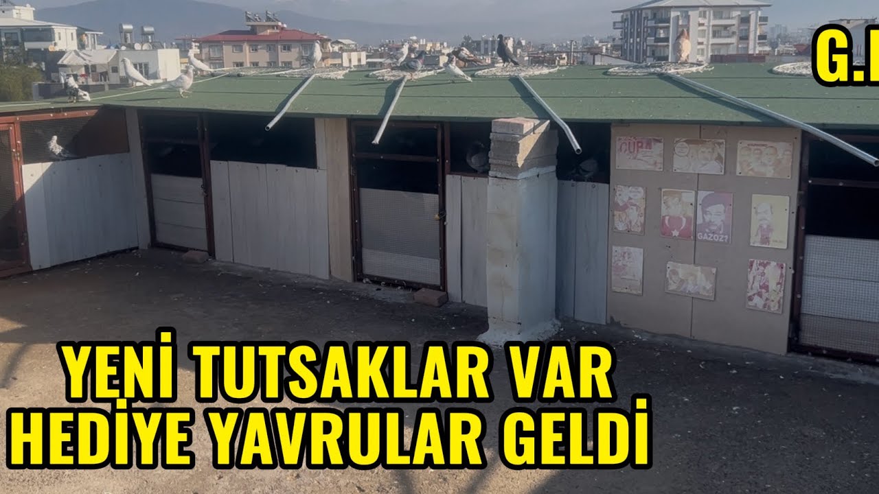 YENİ TUTSAK GÜVERCİNLER VAR HEDİYE YAVRULAR GELDİ YENİ GELİŞMELER SİZLERLE.