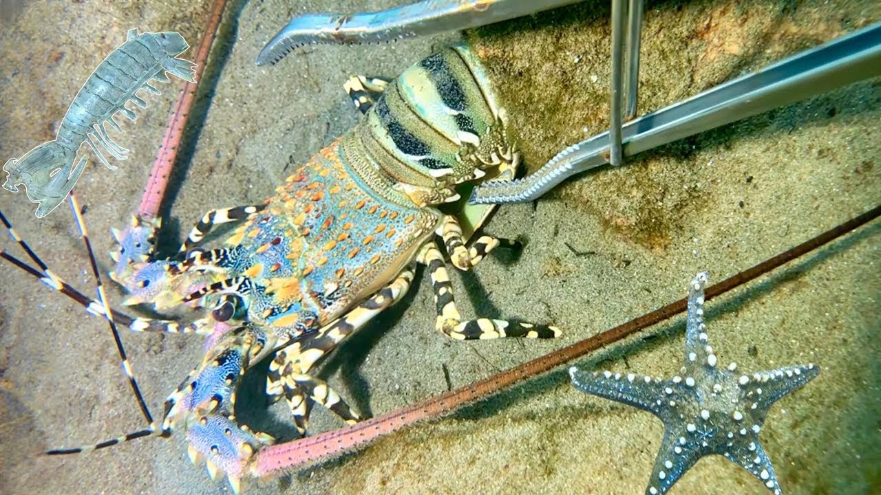 Лодка не нужна: только маска, ласты и рыба на продажу!