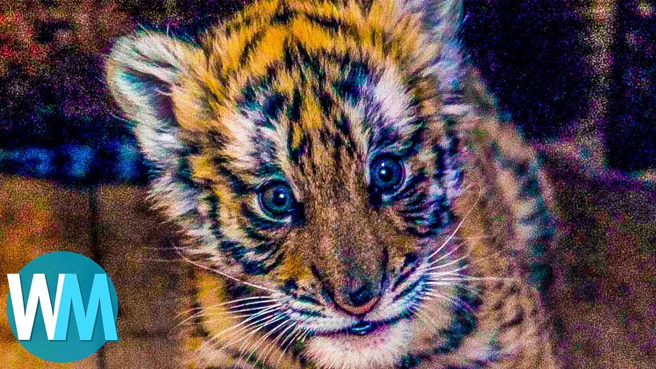 Top 10 Animals You Didn't Know Were Endangered