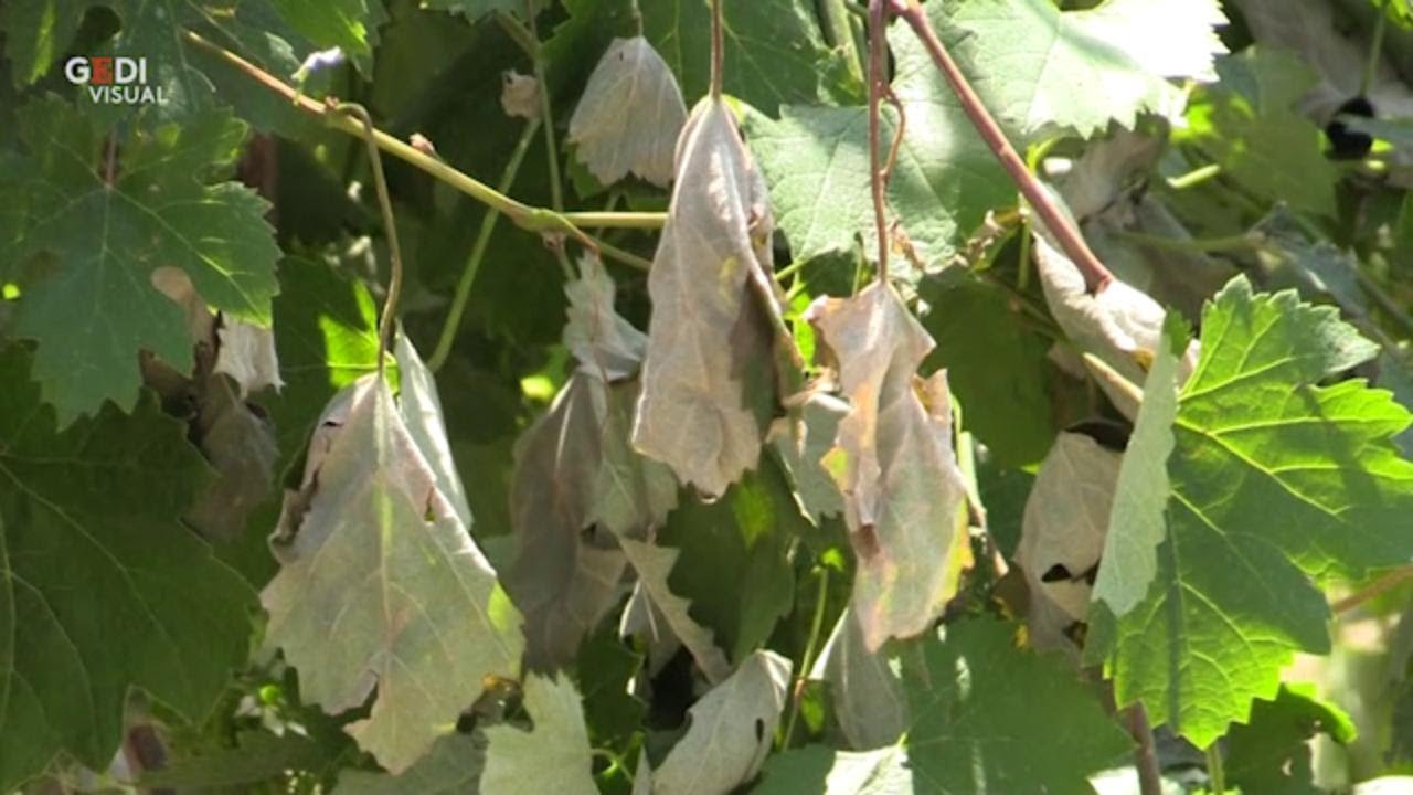 Nonantola, agricoltori disperati: 