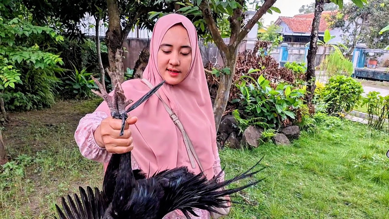POTONG AYAM JAGO BUAT BUKA PUASA