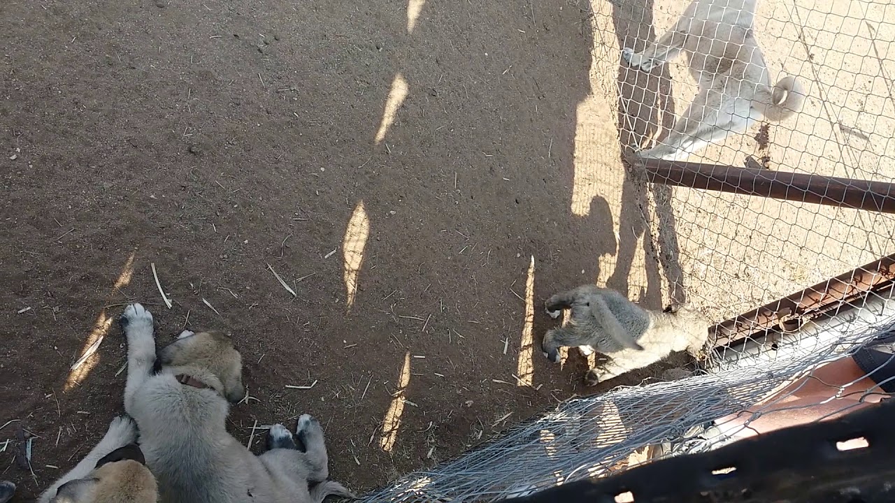 Life stock guarding dogs